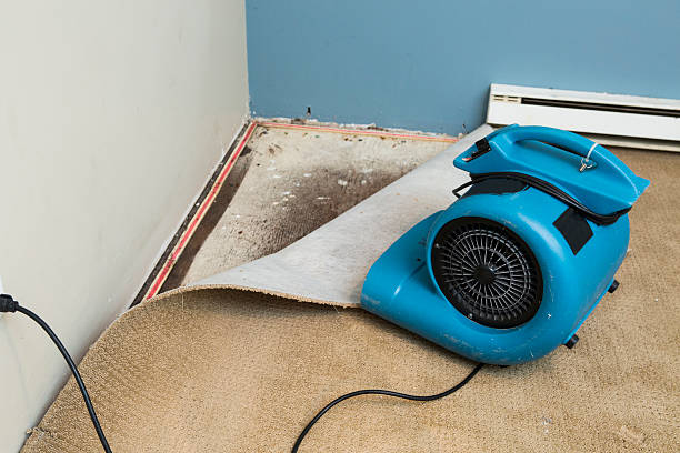 Best Water damage contractors near me  in Ashland, AL